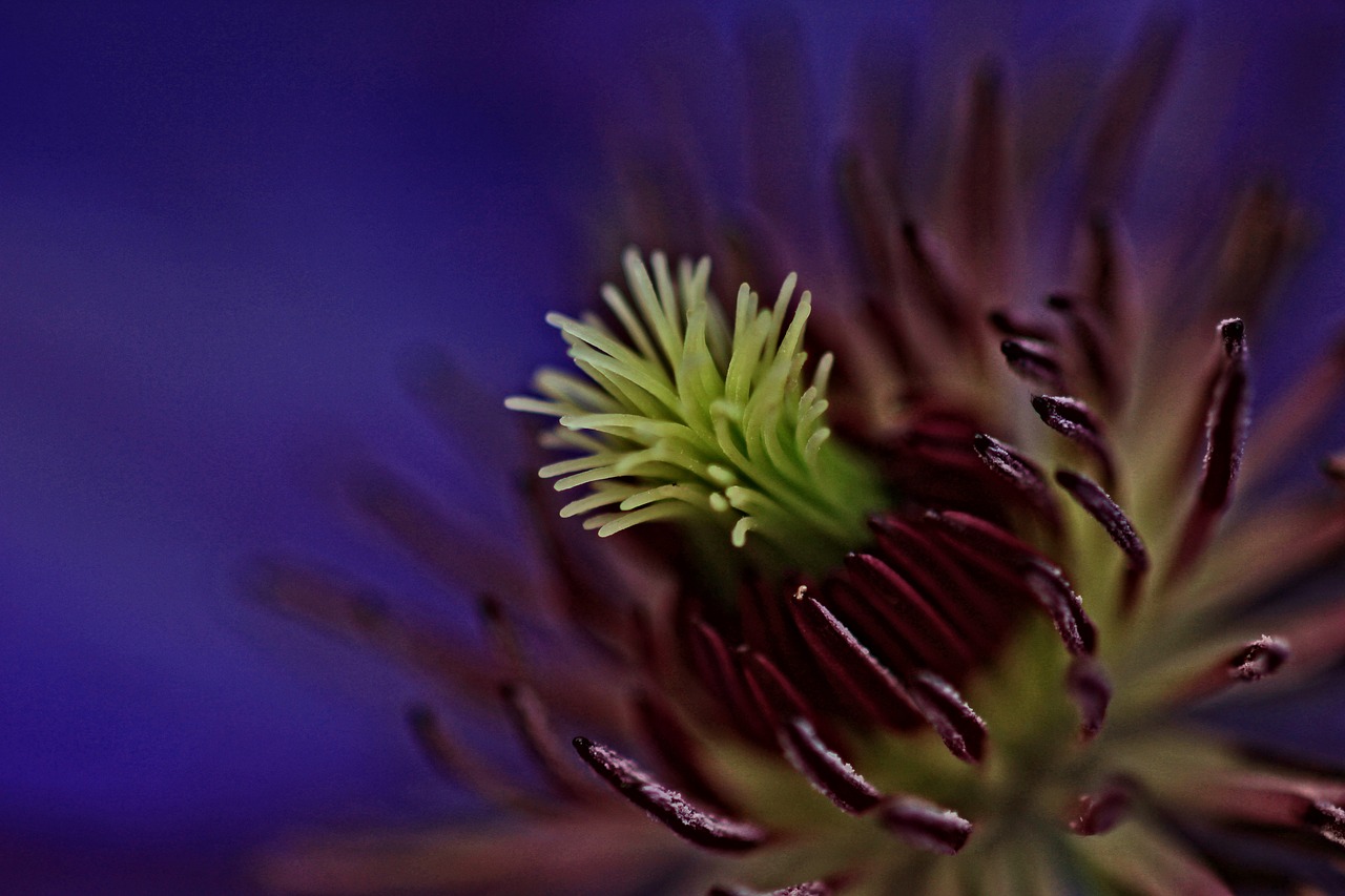 clematis macro flower free photo