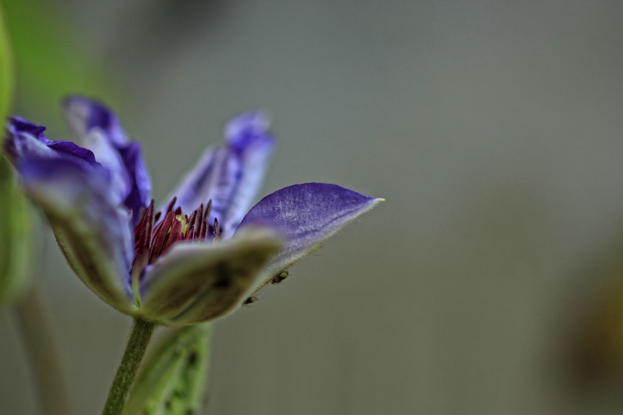 clematis purple flower free photo