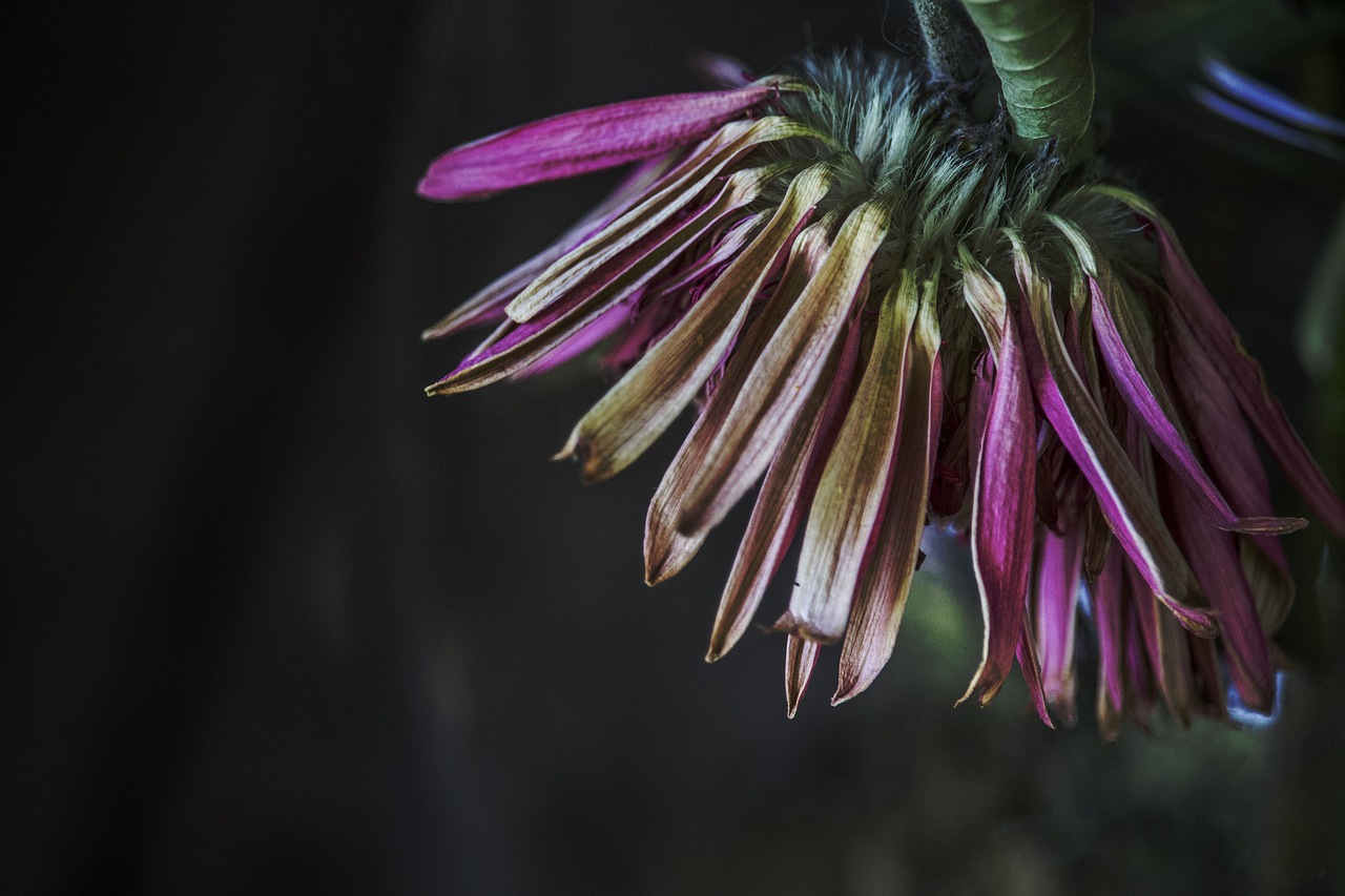 clematis blossom bloom free photo