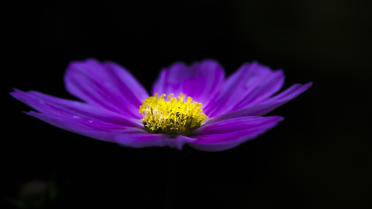 clematis blue clematis flower free photo