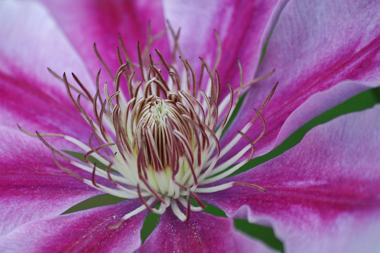 clematis clematis flower blossom free photo