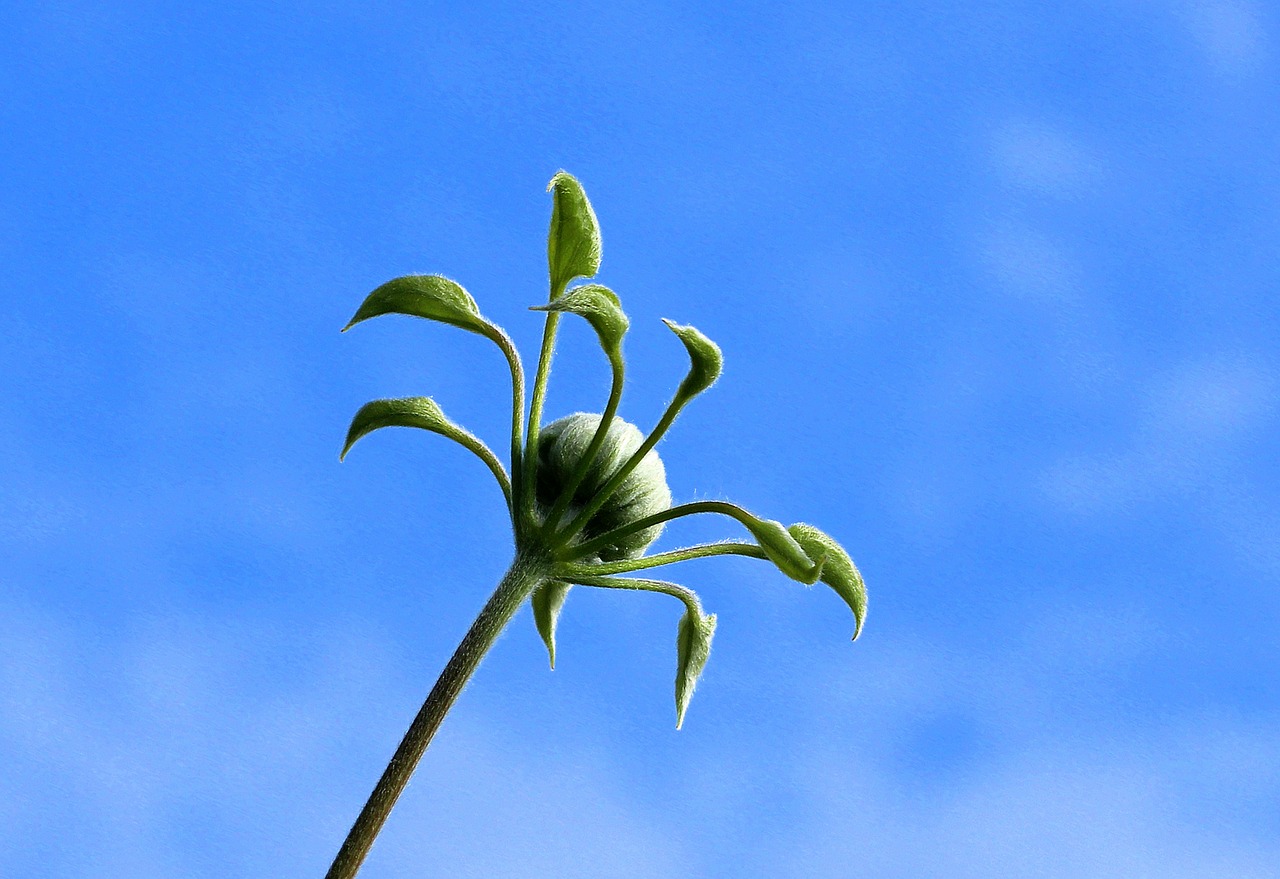 clematis  bud  spring free photo