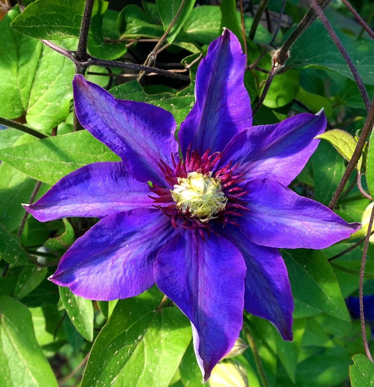 clematis  flower  plant free photo