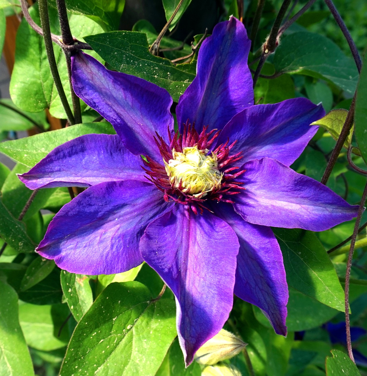 clematis  flower  plant free photo