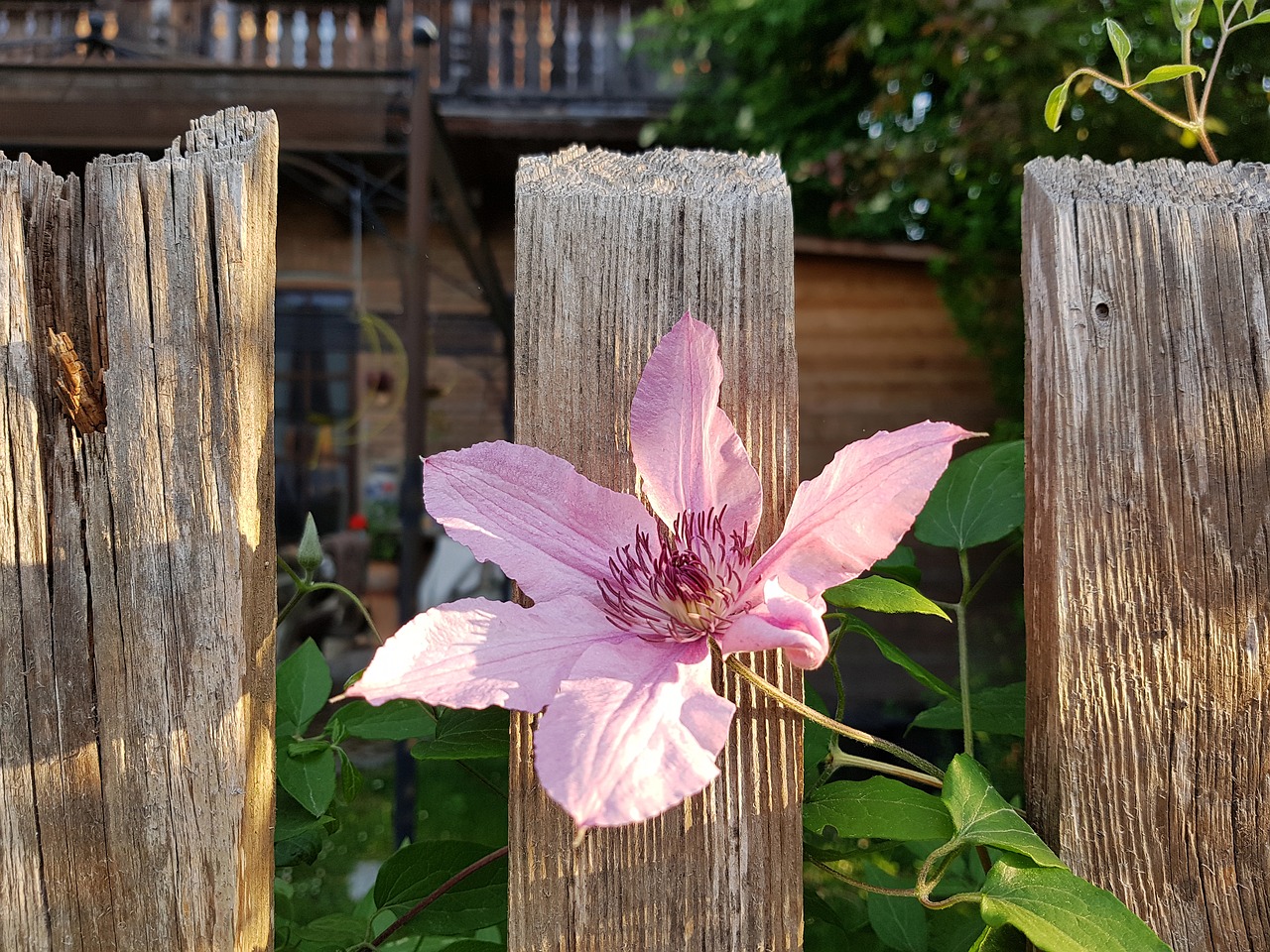 clematis  flower  fence free photo