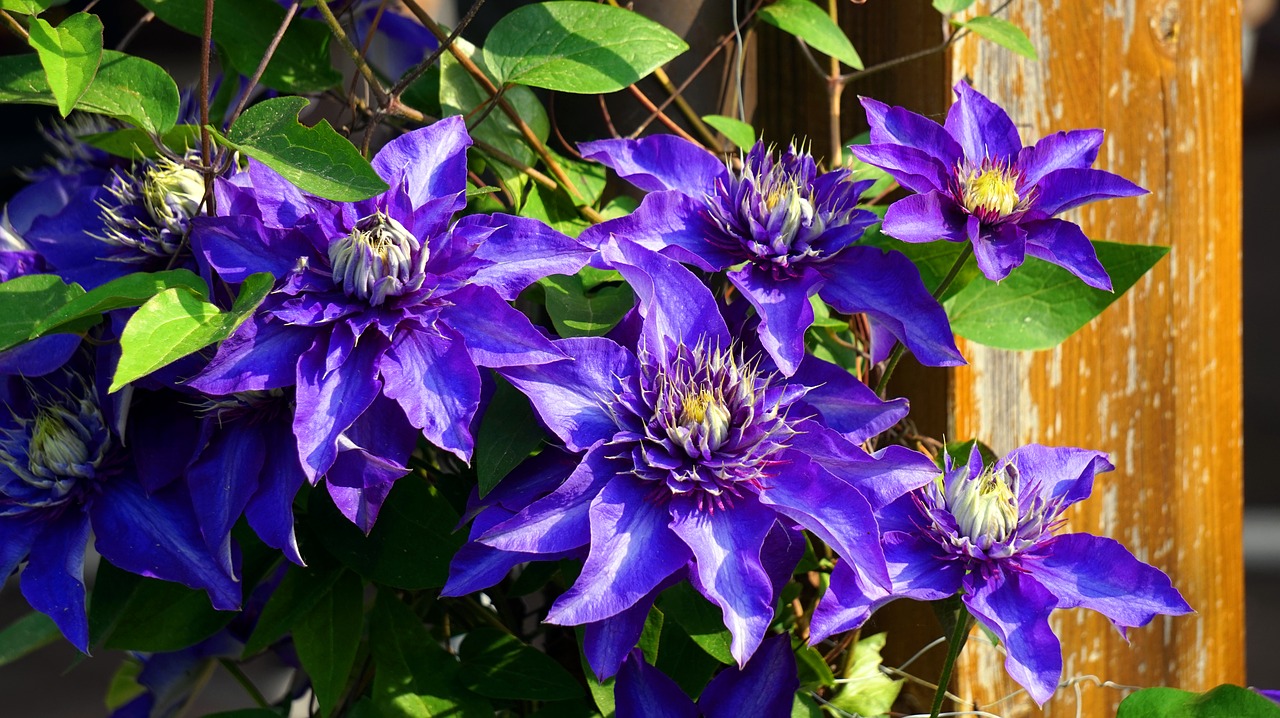 clematis  blue  flower free photo