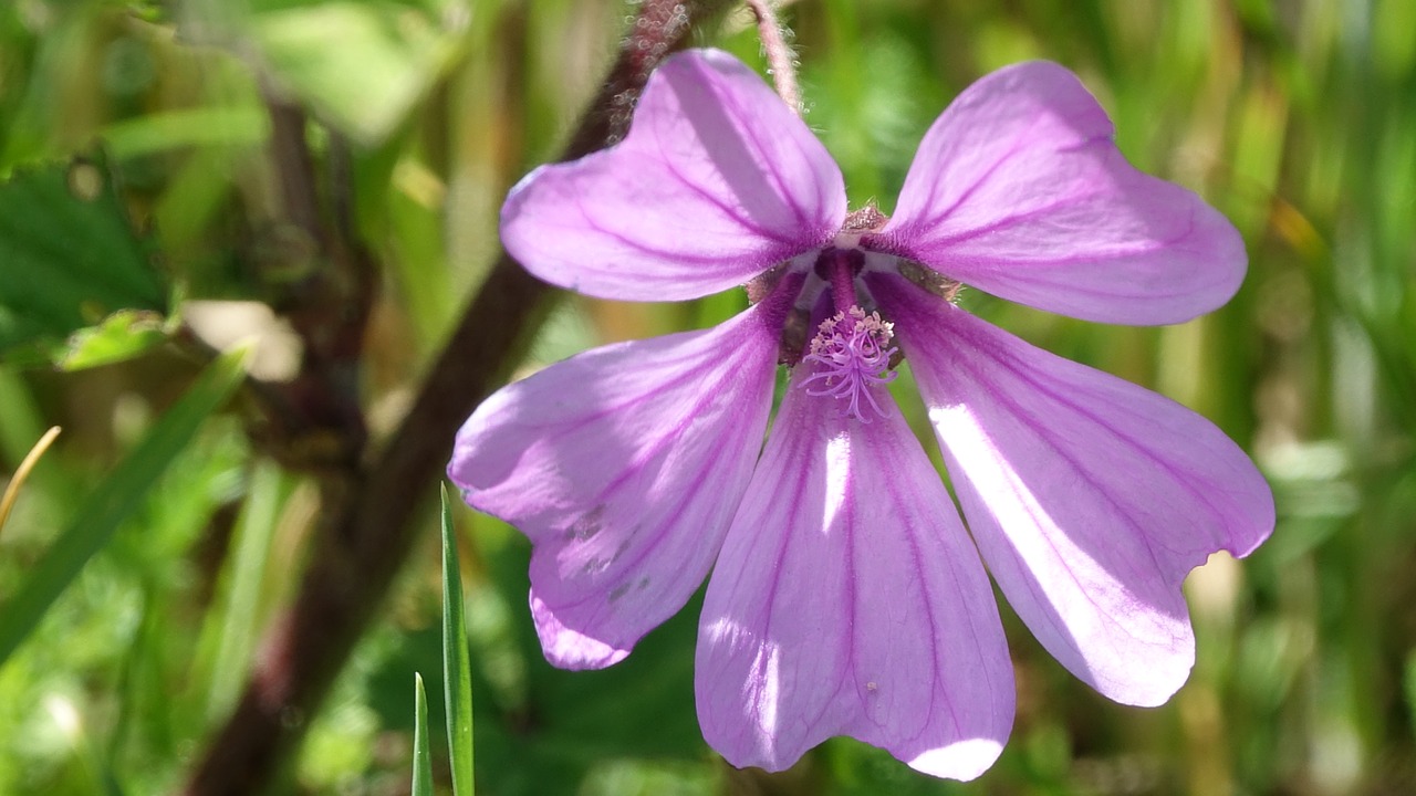 clematis  flower  spring free photo