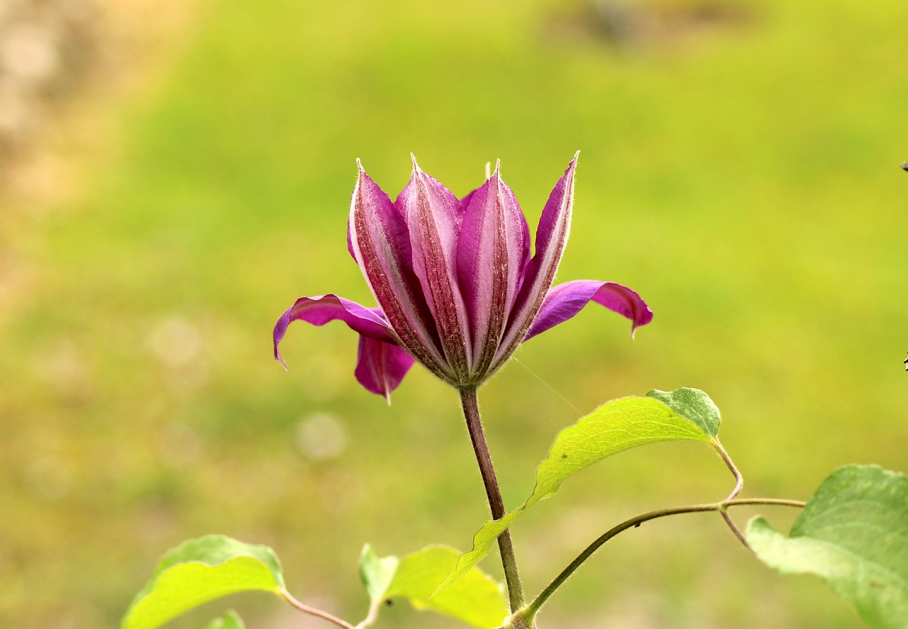 clematis  boost  purple flower free photo