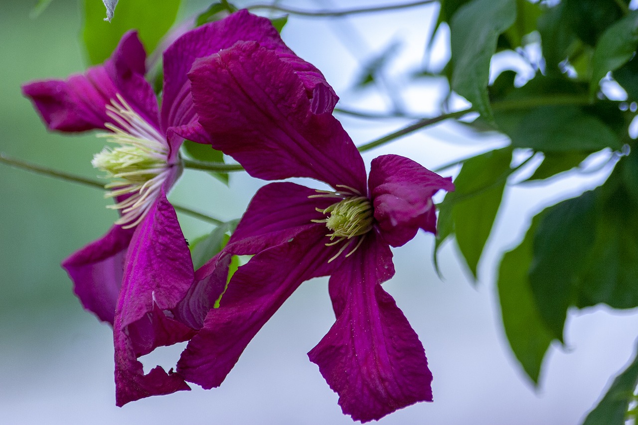 clematis  flower  summer flower free photo