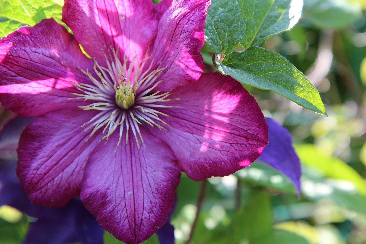 clematis  flower of clematis  flower vine free photo