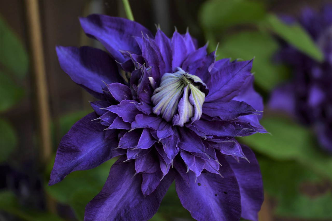 clematis  garden plant  botany free photo