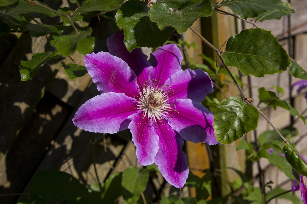 clematis  flower  garden free photo