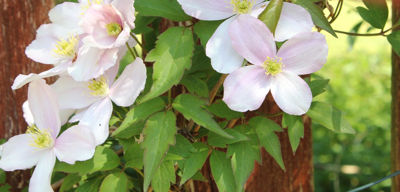 clematis  flower  climber free photo