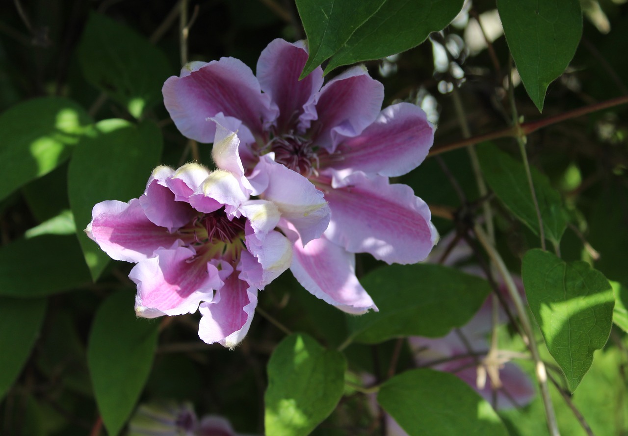 clematis  flower  bloom free photo