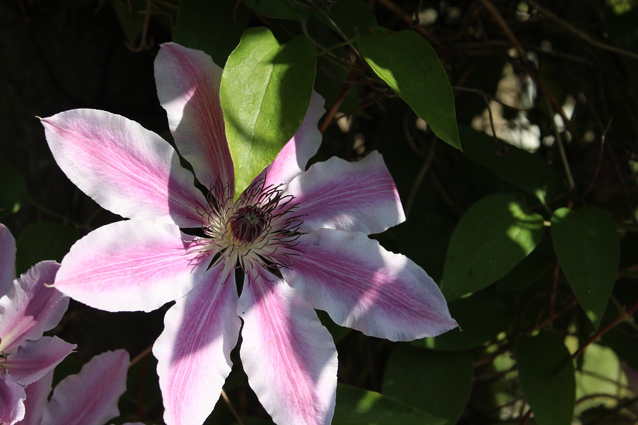 clematis  climber  spring free photo