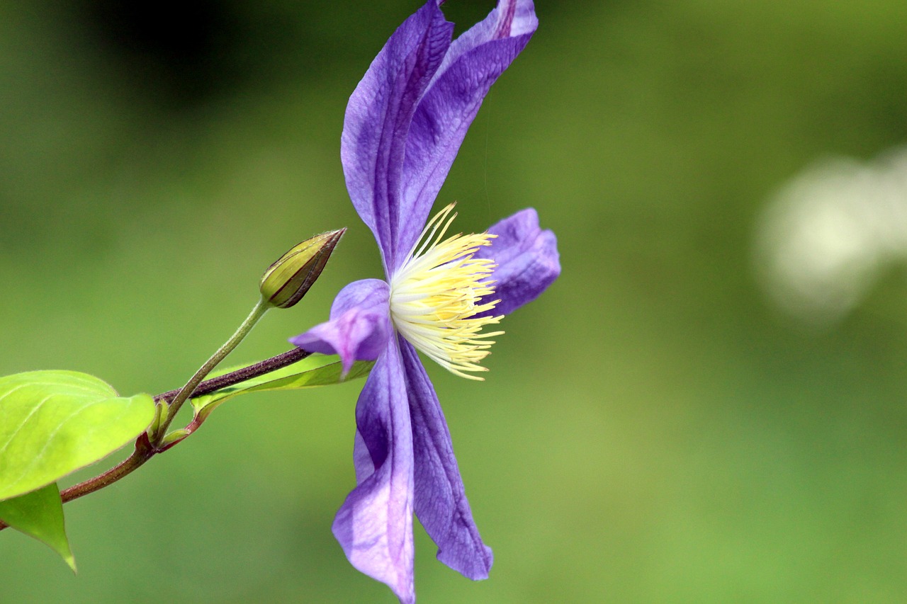 clematis  flower  plant free photo