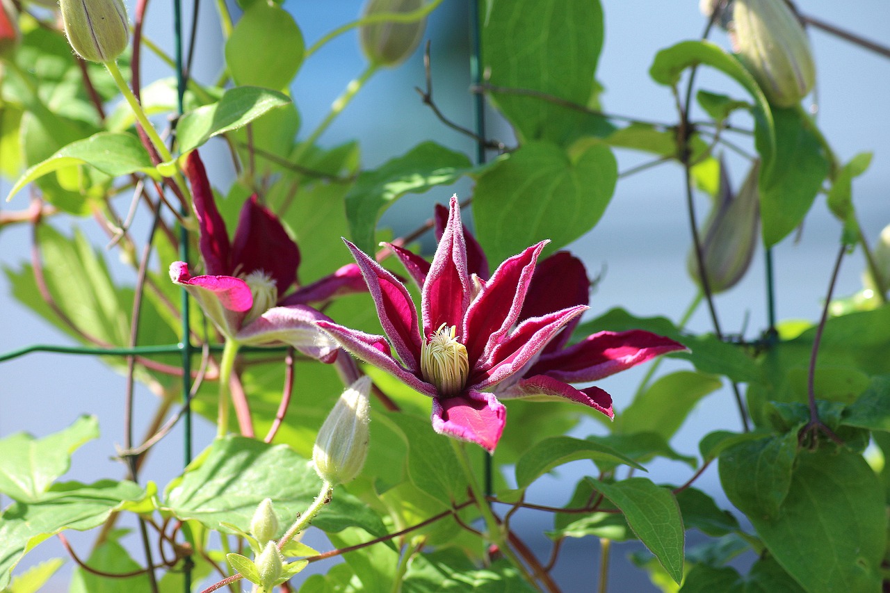 clematis  boost  creeper free photo