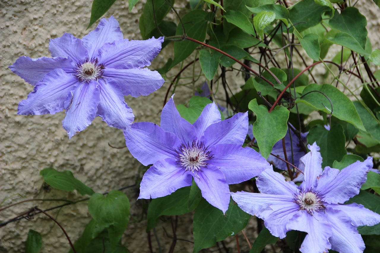 clematis  blue clematis  climber plant free photo