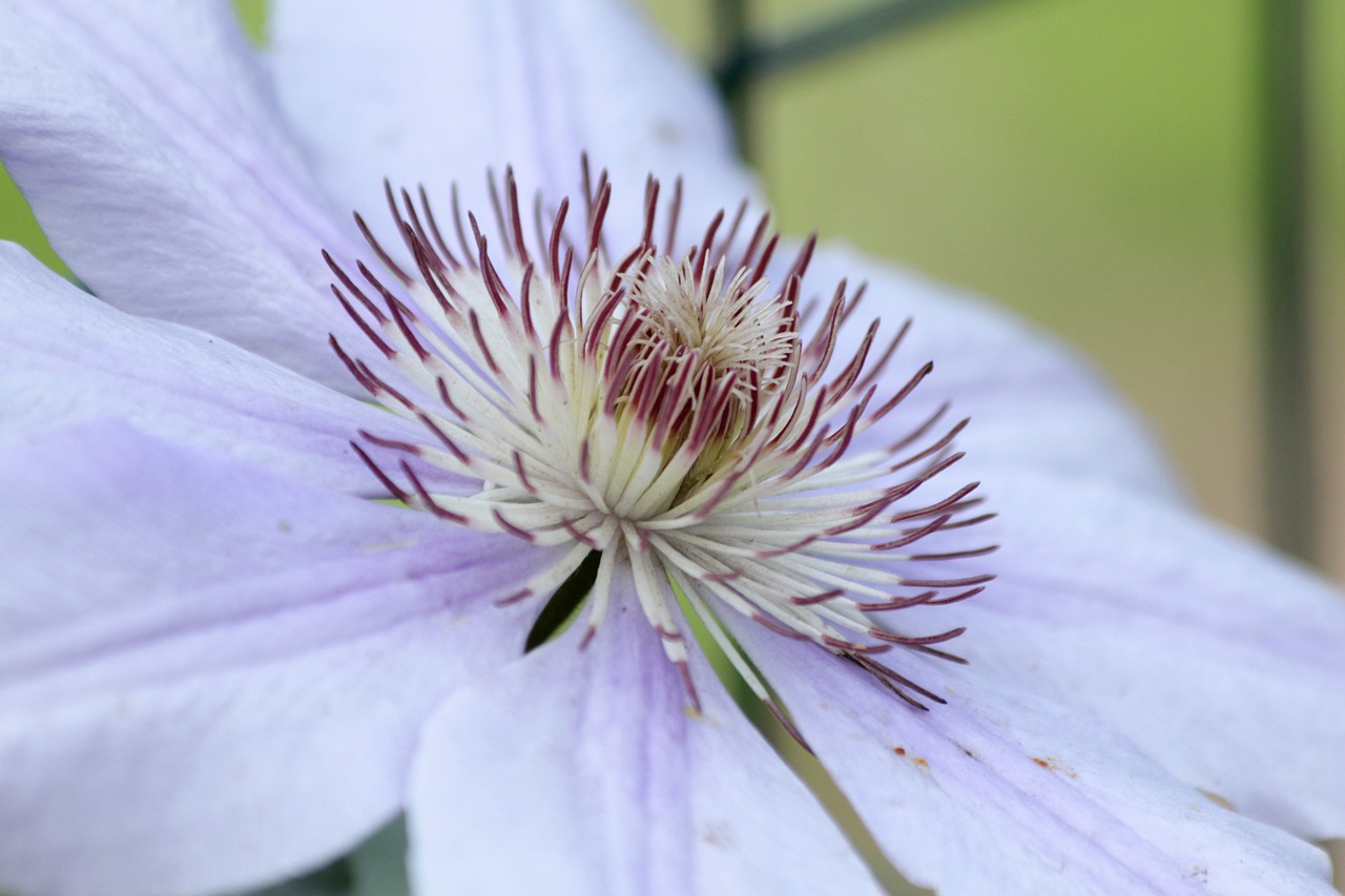 clematis  flower  plant free photo