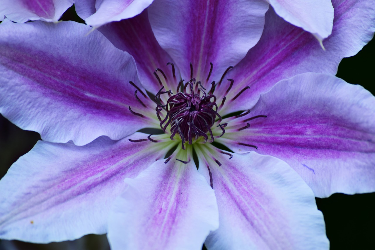 clematis  flower  plant free photo