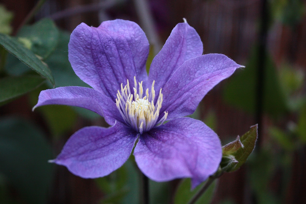 clematis  blossom  bloom free photo