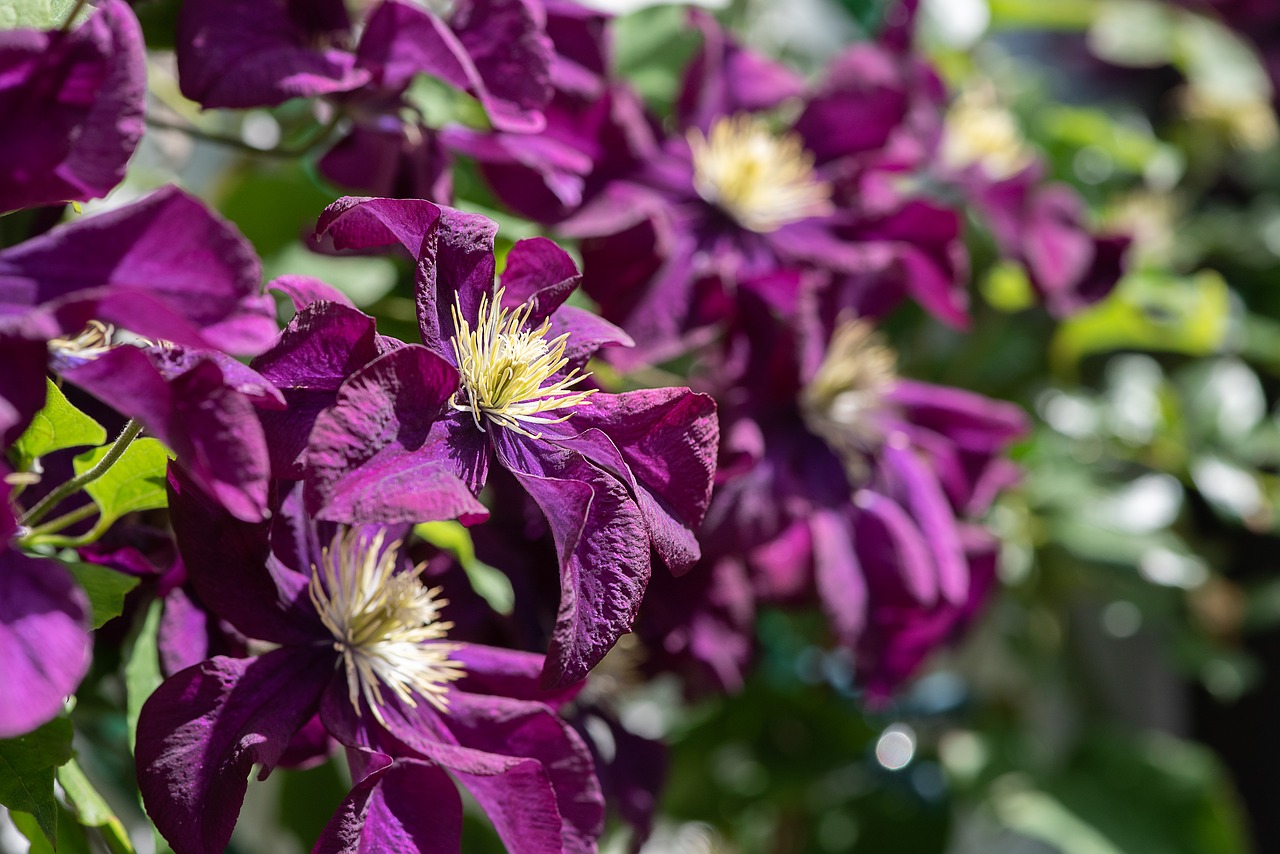 clematis  flowers  purple flowers free photo