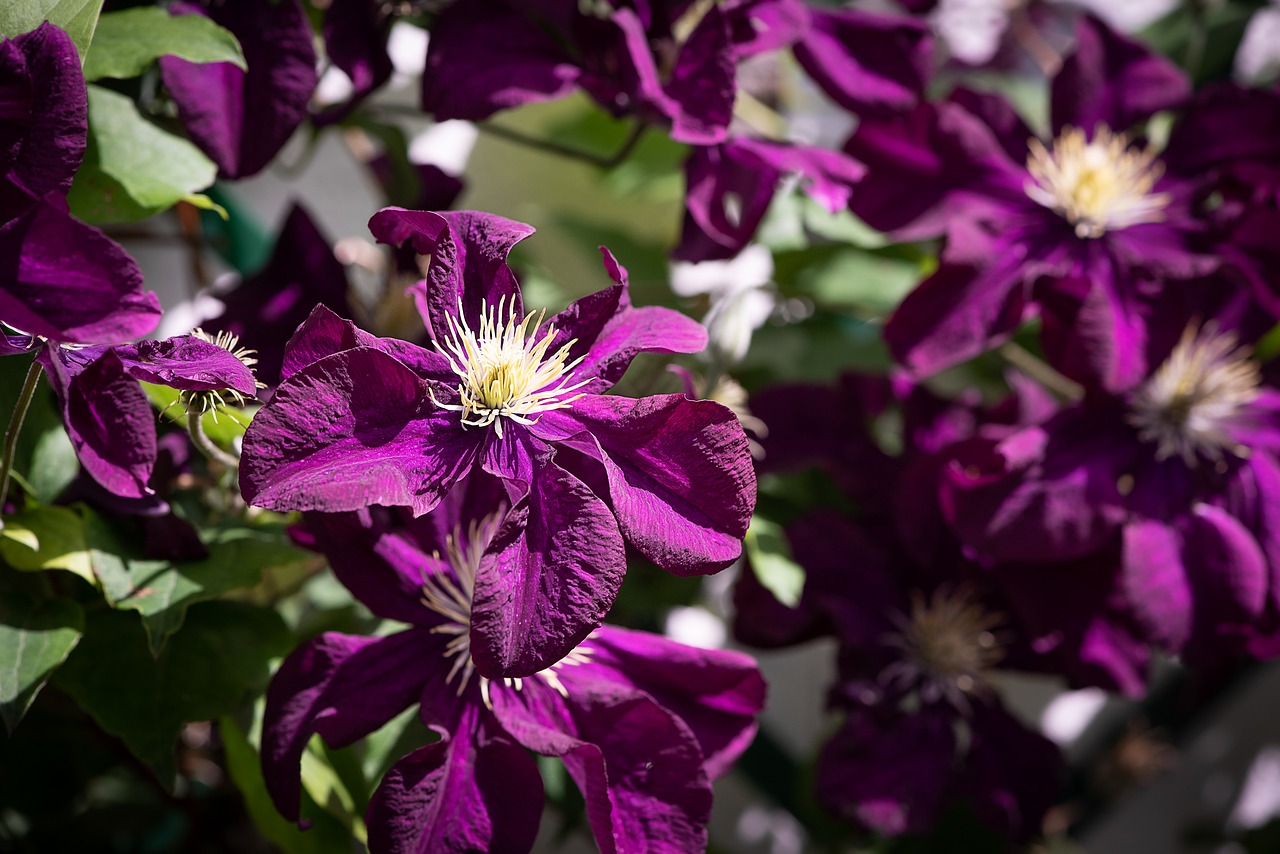 clematis  violet  garden free photo