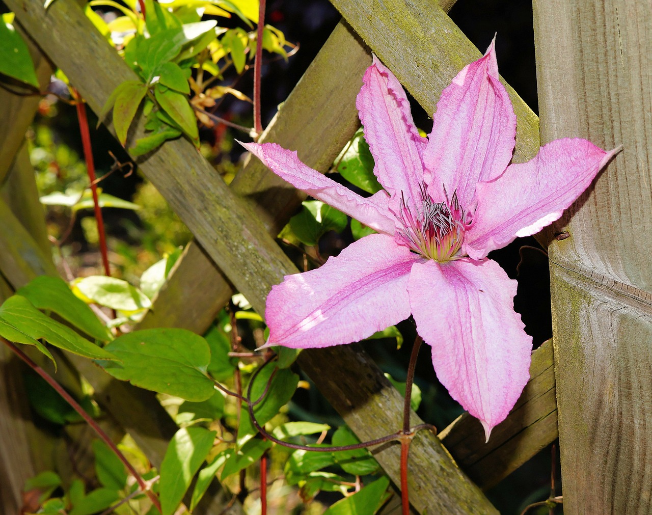 clematis flower blossom free photo