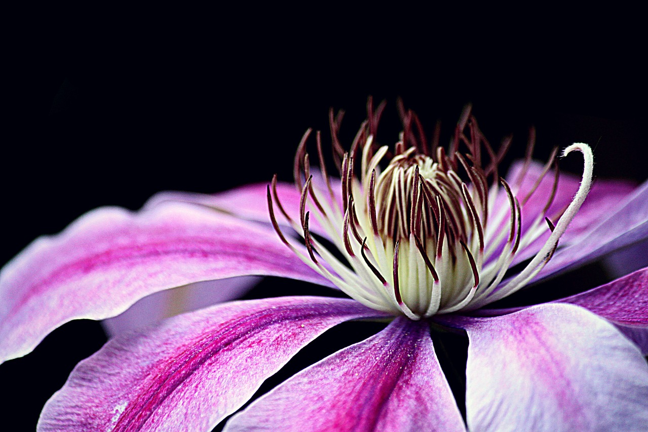 clematis  blossom  bloom free photo