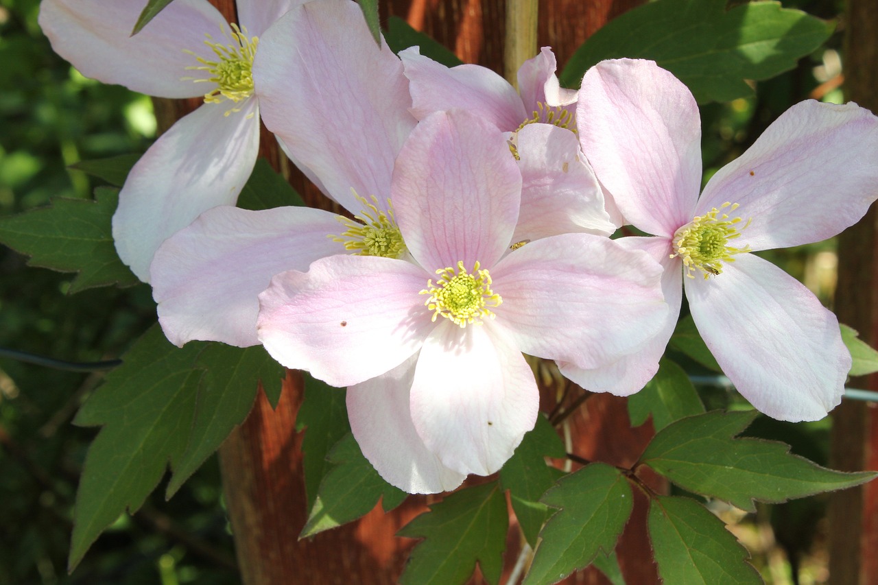 clematis  flower  climber free photo