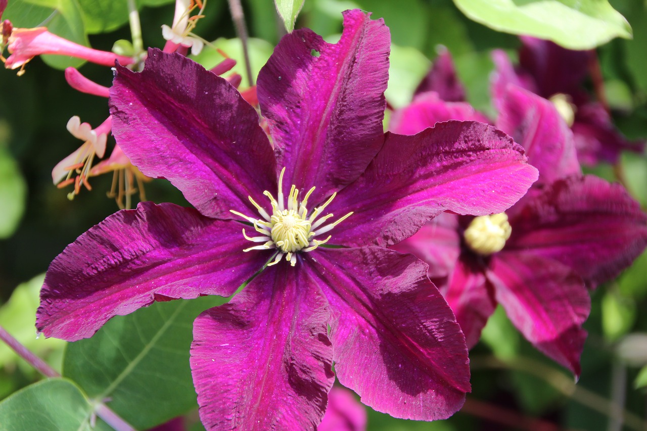 clematis  clematis purple  creeper free photo