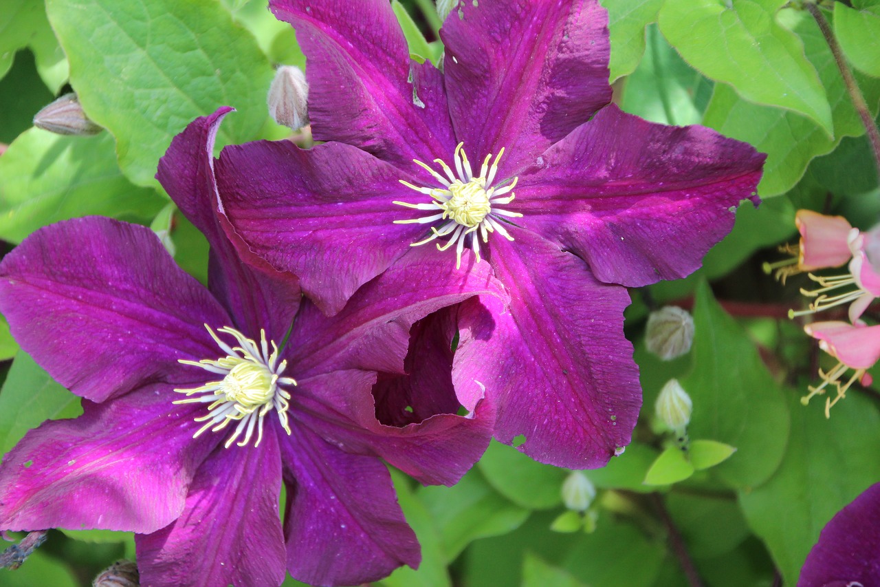 clematis  clematis purple  creeper free photo