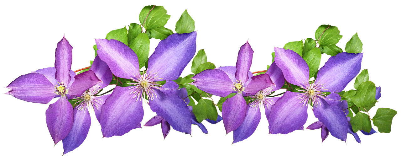 clematis  purple  arrangement free photo