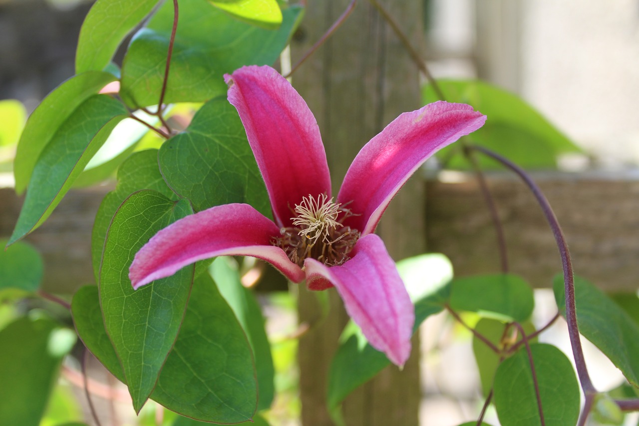 clematis  pink flower  flower free photo