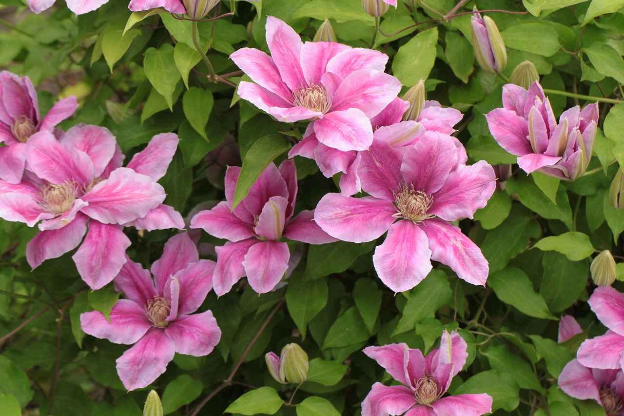 clematis climber blossom free photo