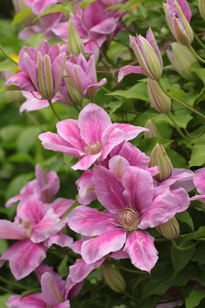 clematis climber blossom free photo