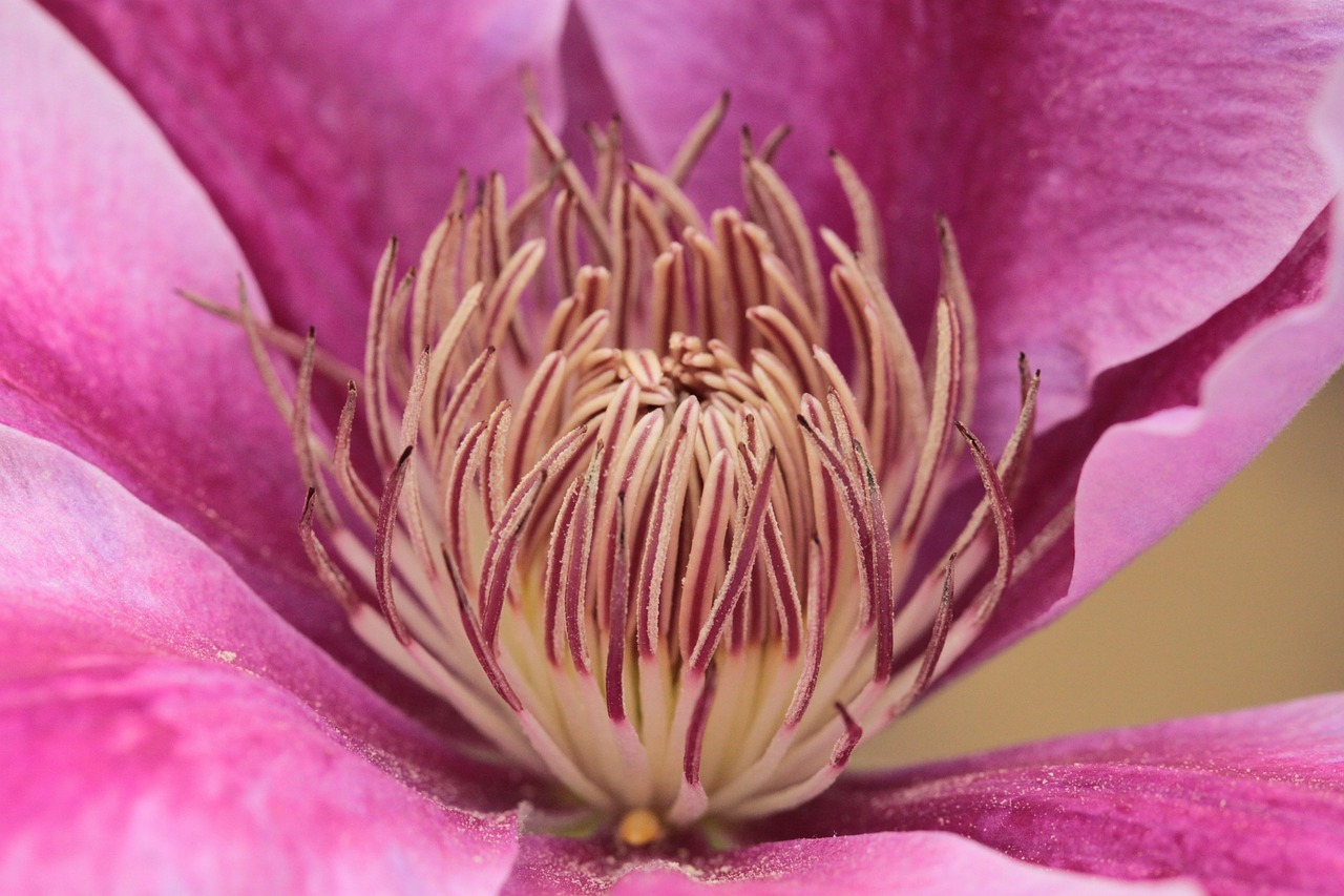 clematis climber blossom free photo