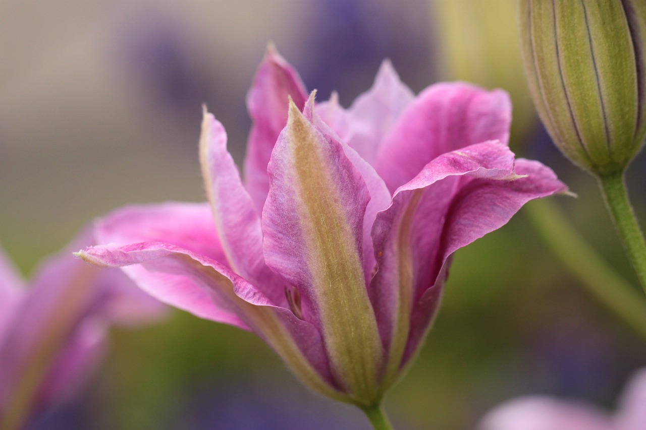 clematis climber blossom free photo