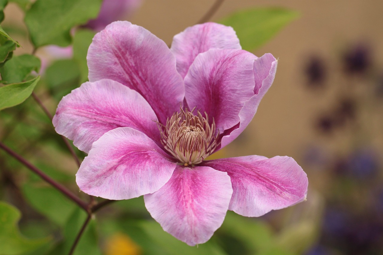 clematis climber blossom free photo