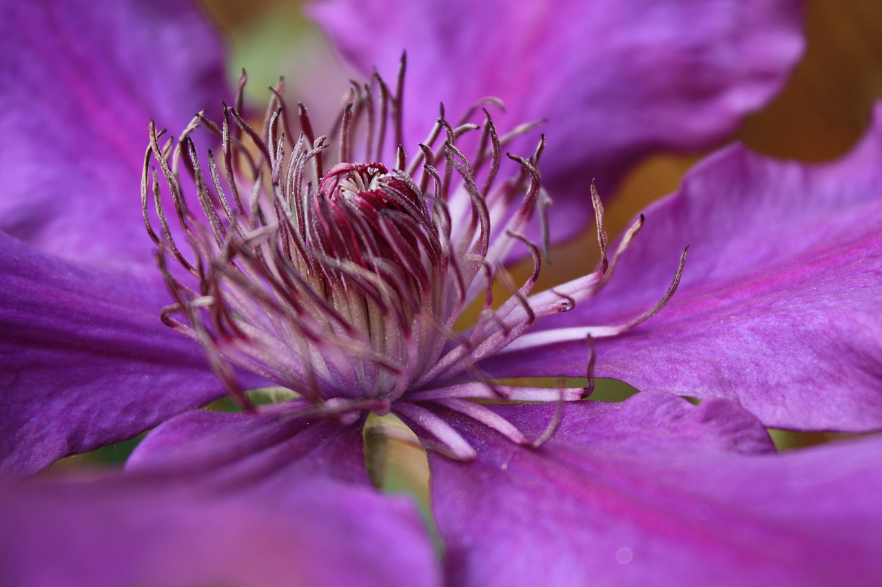 clematis  blossom  bloom free photo