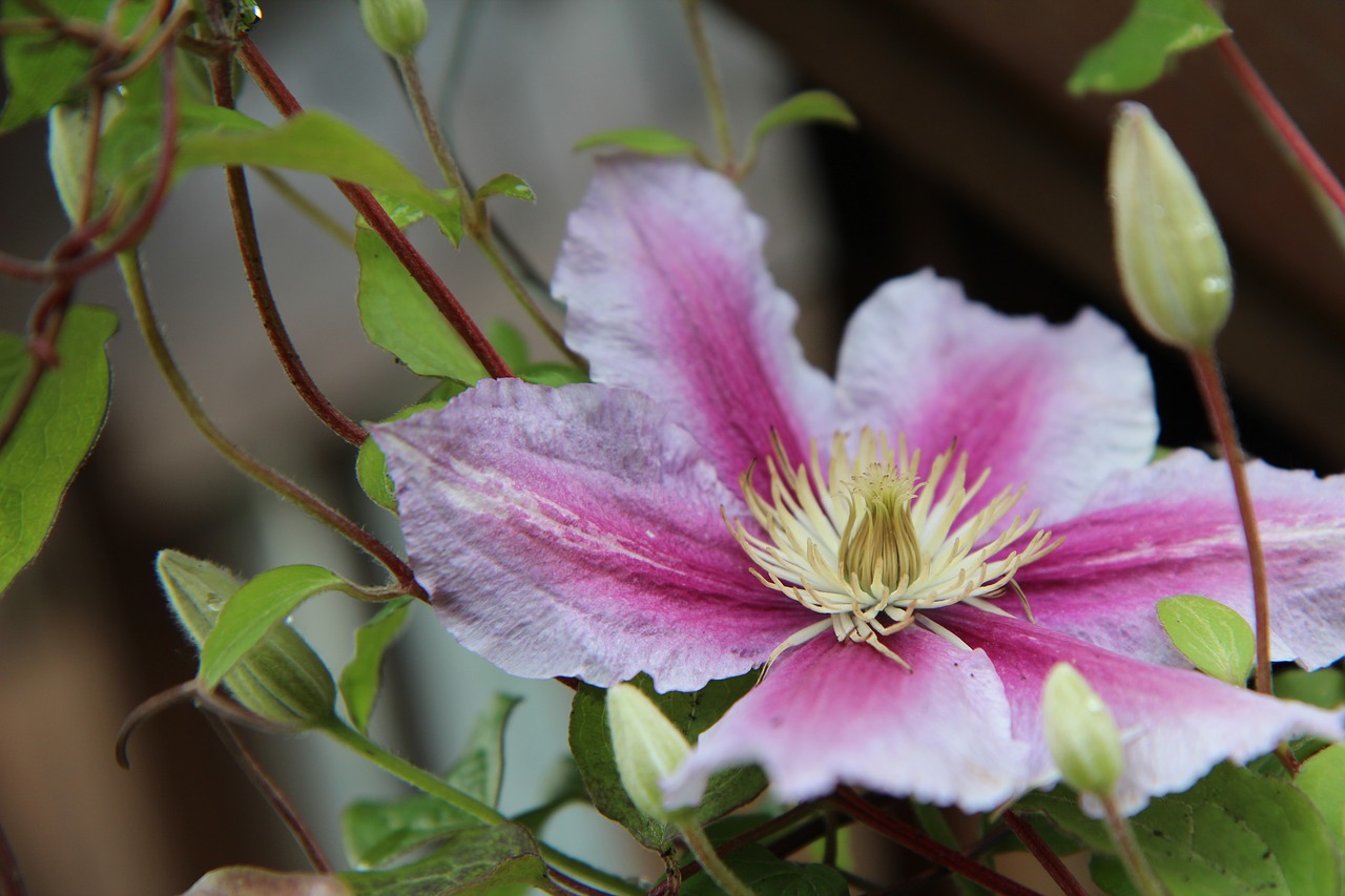 clematis  clematis pink  creeper free photo