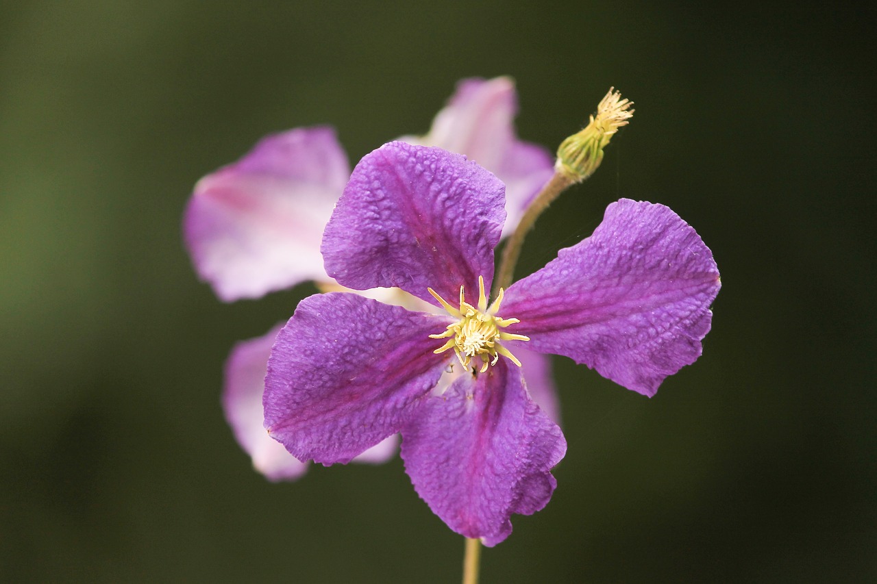 clematis  purple  blossom free photo