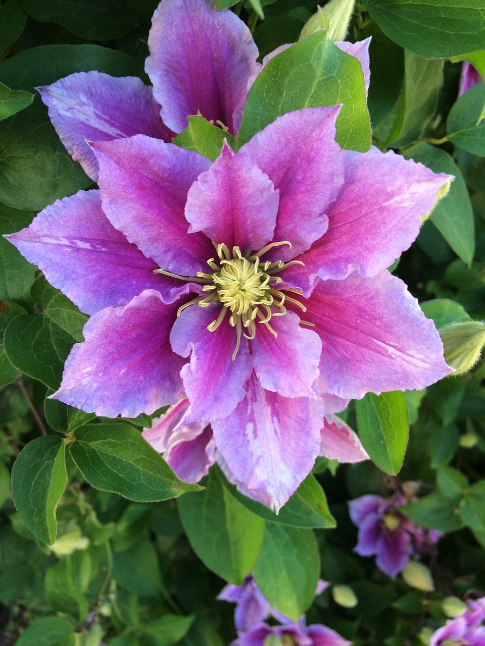 clematis  flower  purple free photo