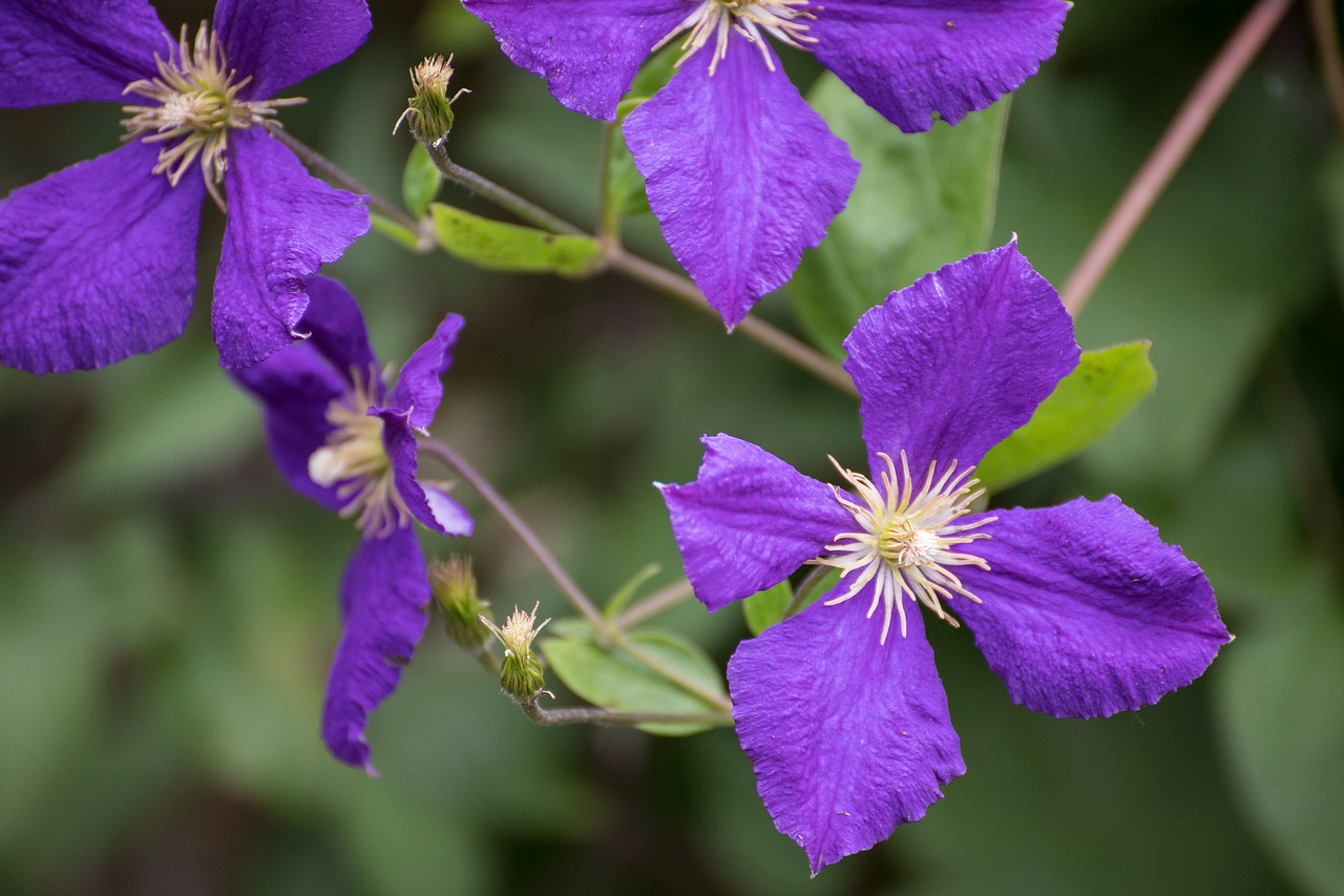 clematis  flowers  creeper free photo