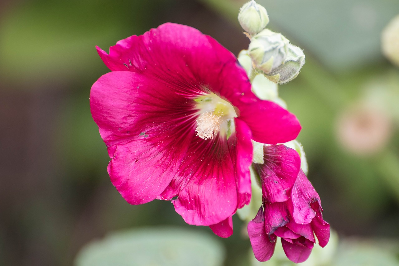 clematis  flowers  creeper free photo