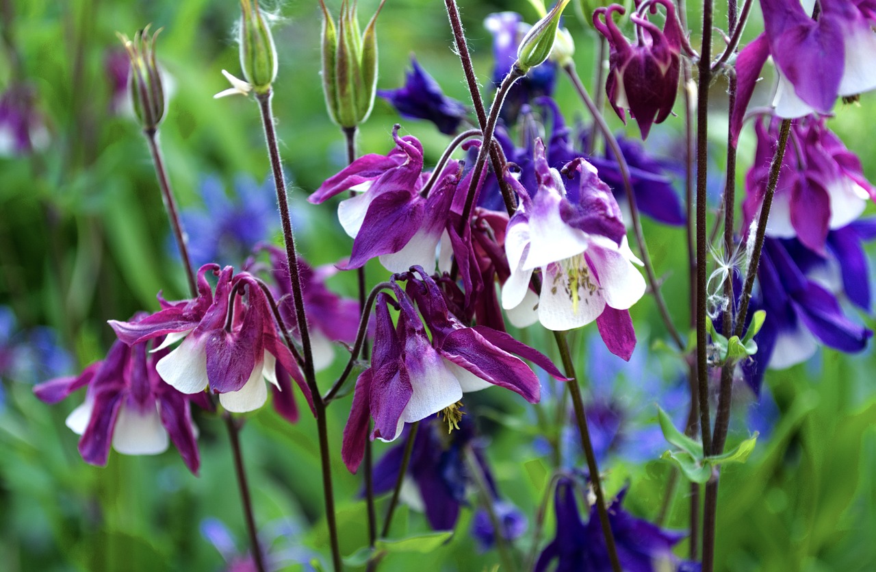 clematis  flowers  nature free photo