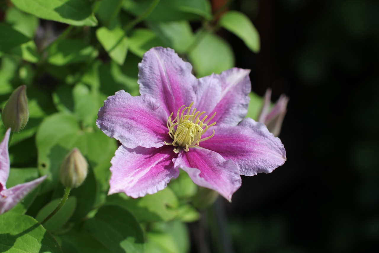 clematis  plant  flowers free photo