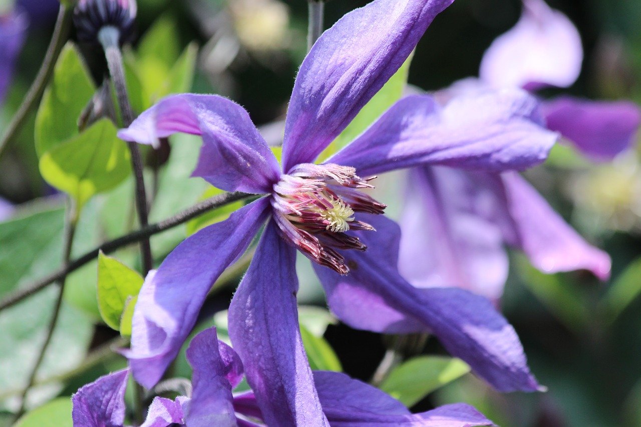clematis  flower  plant free photo