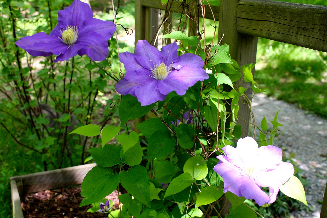 clematis flowers purple free photo