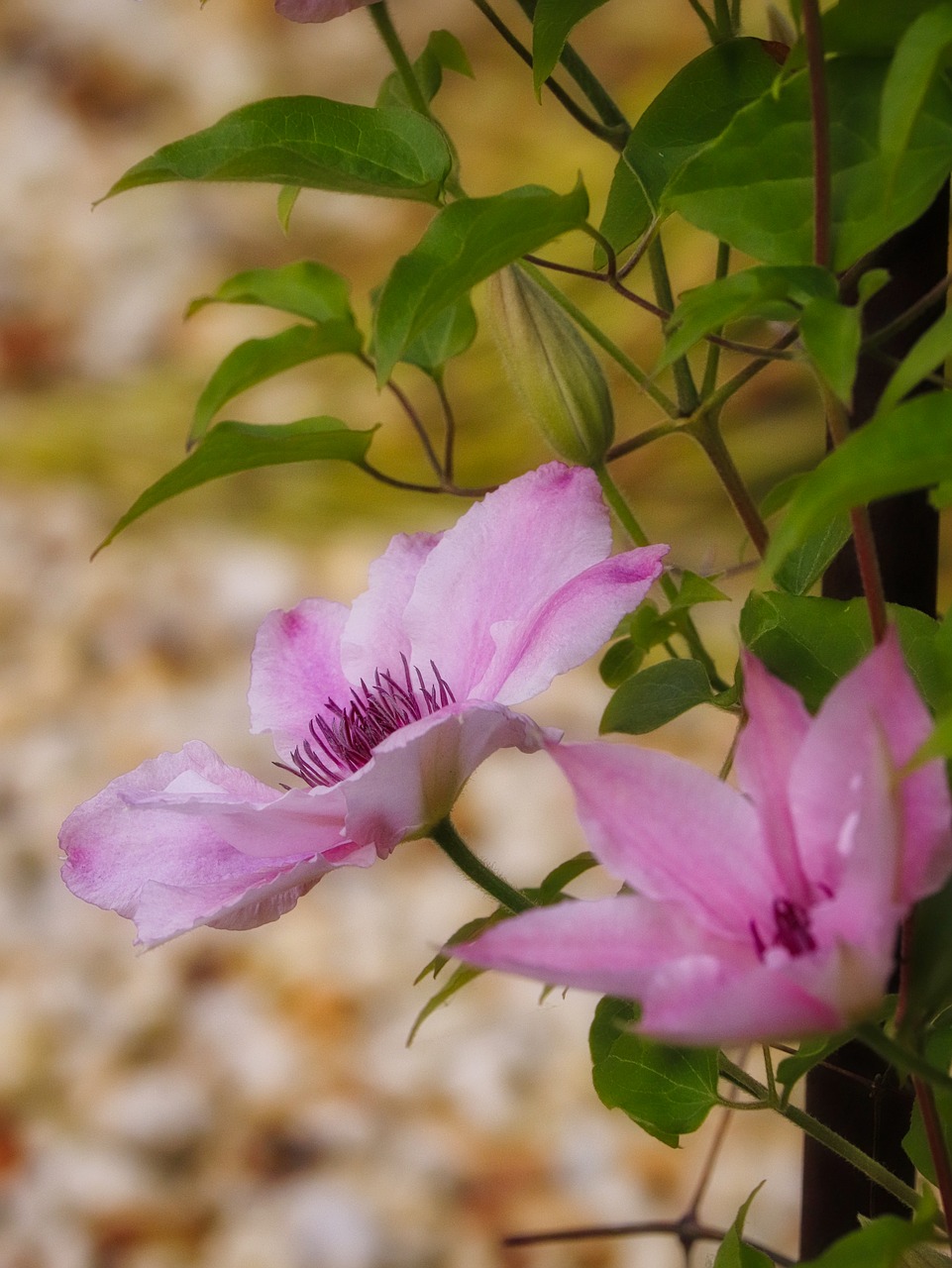 clematis  pink  flower free photo
